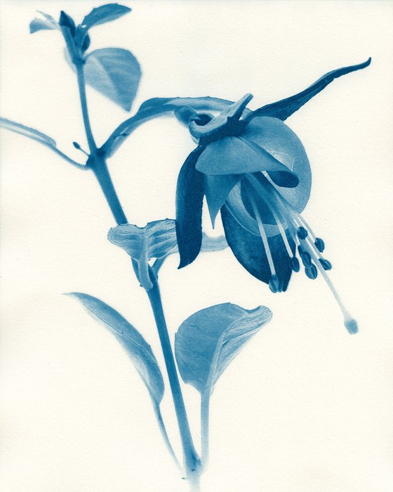 Fuschia flower - Cyanotype