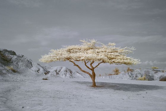 Tatacoa Tree