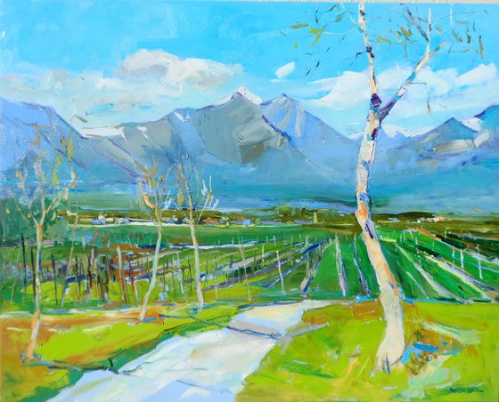 Vineyards in the mountains