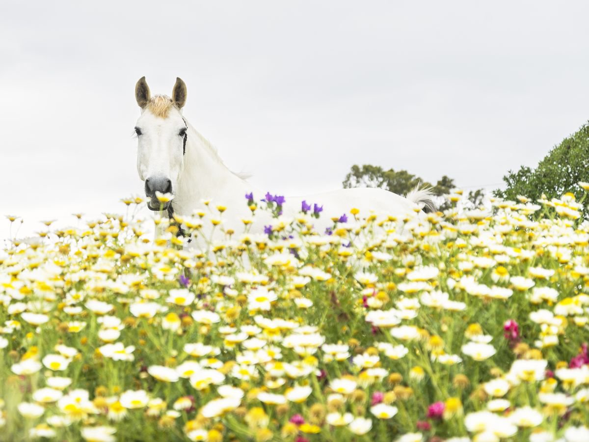 HORSE AND FLOWERS by Andrew Lever