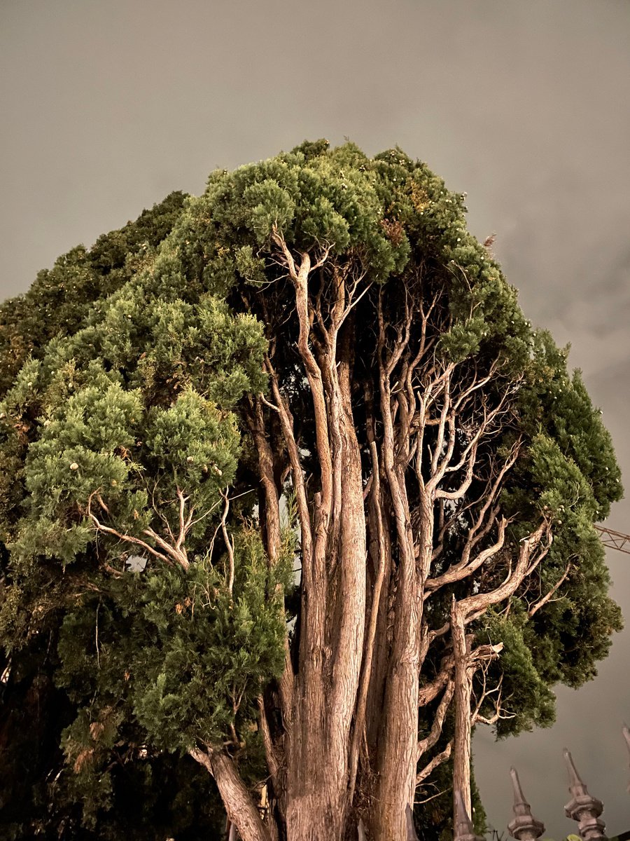 Photorealistic Botanical Photograph By Mattia Paoli, 47 X 71", Cypress, Original Artwork