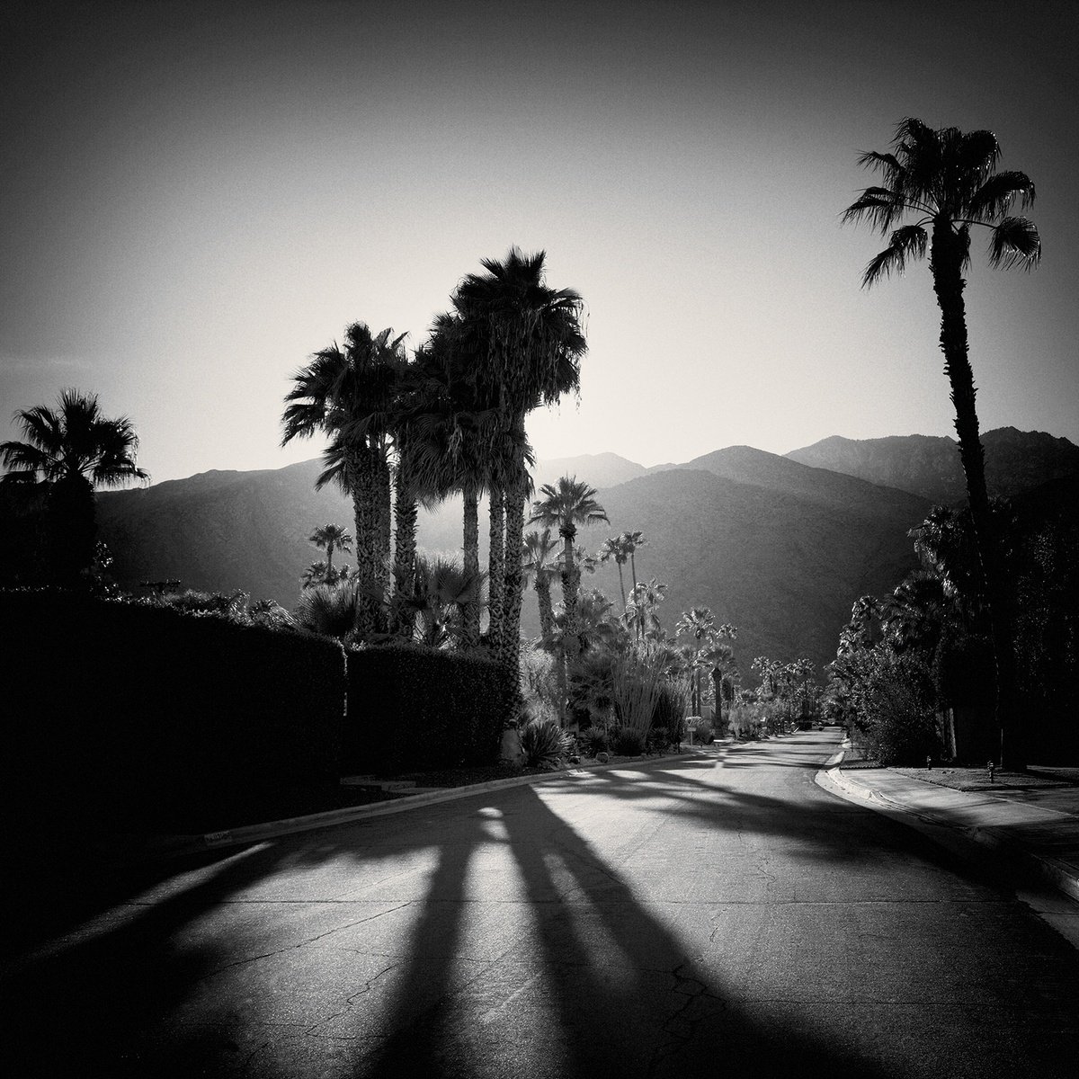 Photorealistic Landscape Photograph By Heike Bohnstengel, 16 X 16, Late Shadows, Twin Palms, Original Artwork