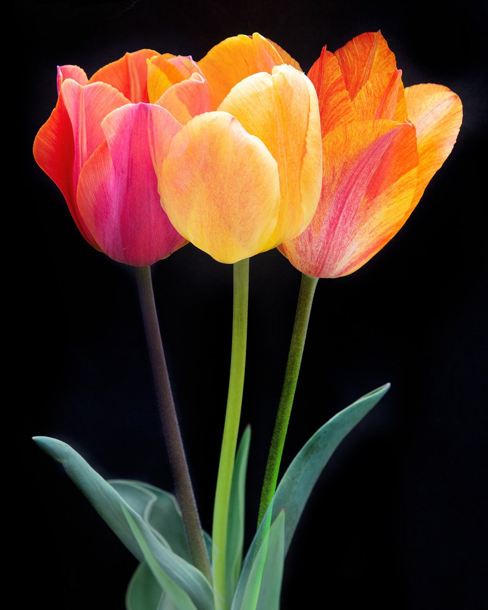 Triple Tulip by MICHAEL FILONOW