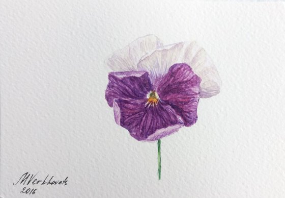 Viola Flower.