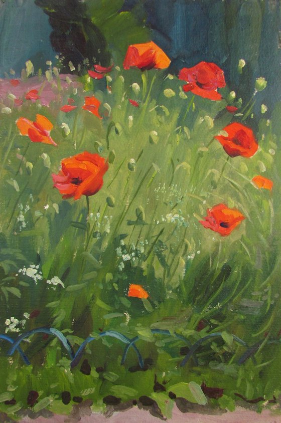 Poppies