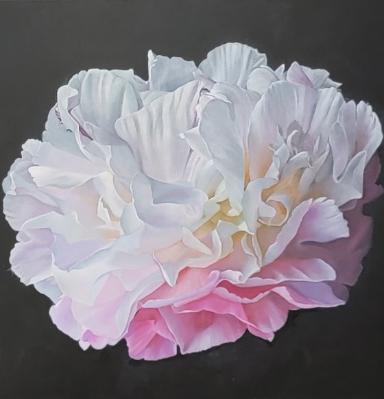 Passion for Peonies