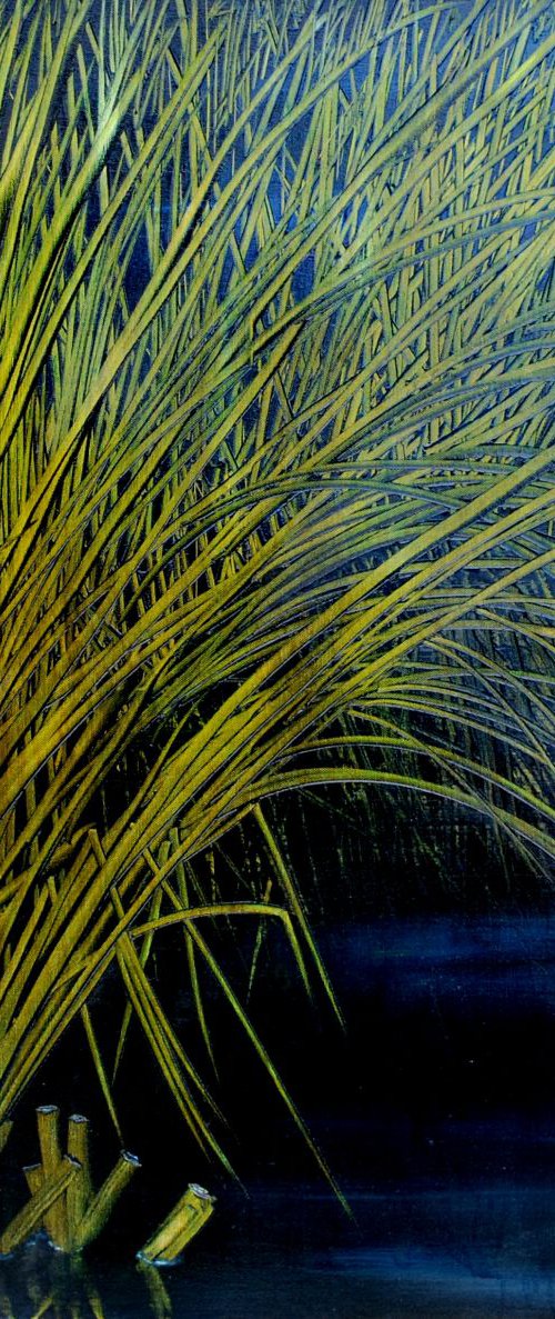 reeds by antonio maggio carluccio