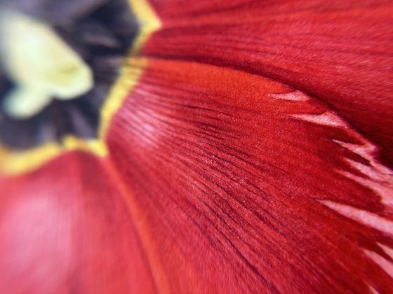 Red Tulip life