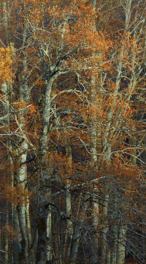 Sur un arbre perché........................ by Philippe berthier