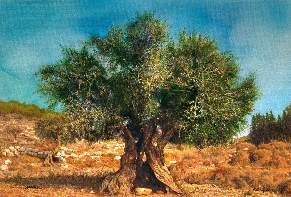 Olive Tree on Greek Island Thassos XII by REME Jr.