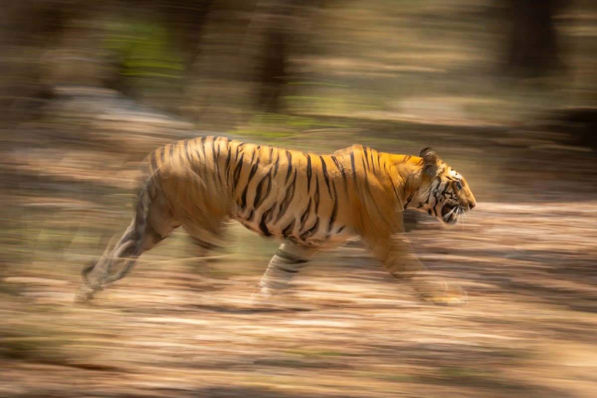 Photorealistic Animal Photograph By Nick Dale, 53 X 38", Easy Tiger, Original Artwork