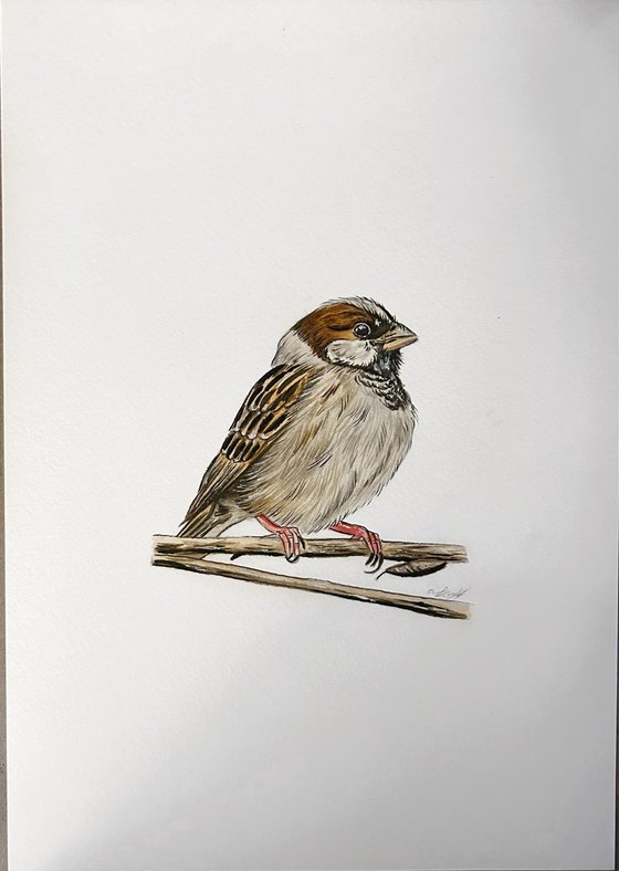 Tree Sparrow