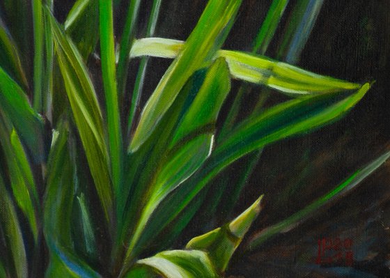 Tulips In The Sunlight