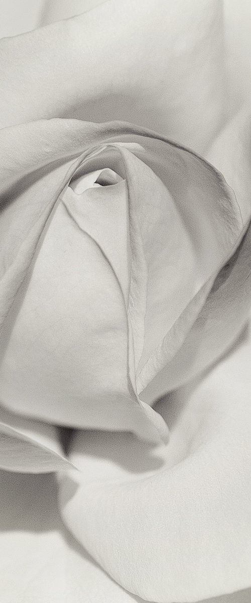 Layers of Beauty - studio edition by Inna Etuvgi