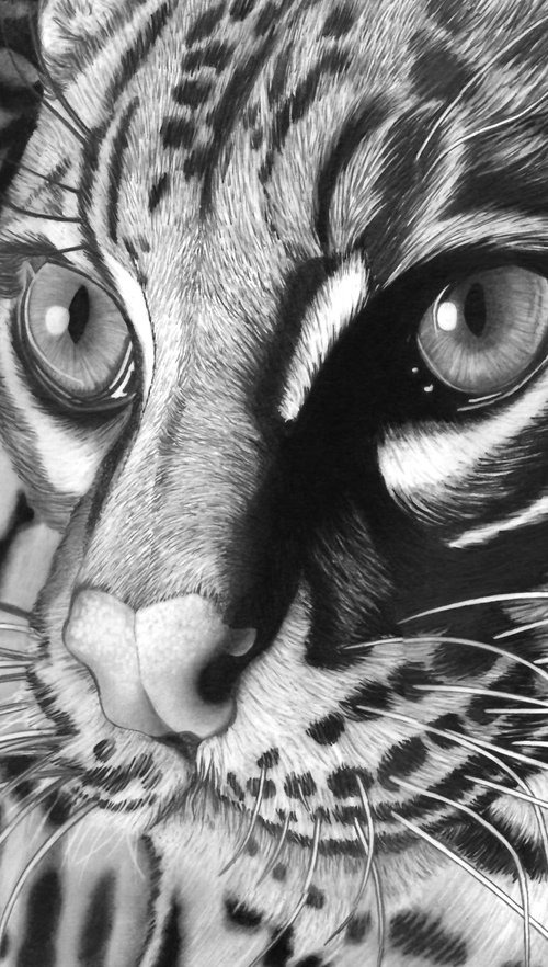 Ocelot by Paul Stowe