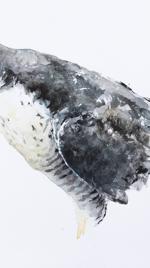 Peregrine Falcon by Andrzej Rabiega