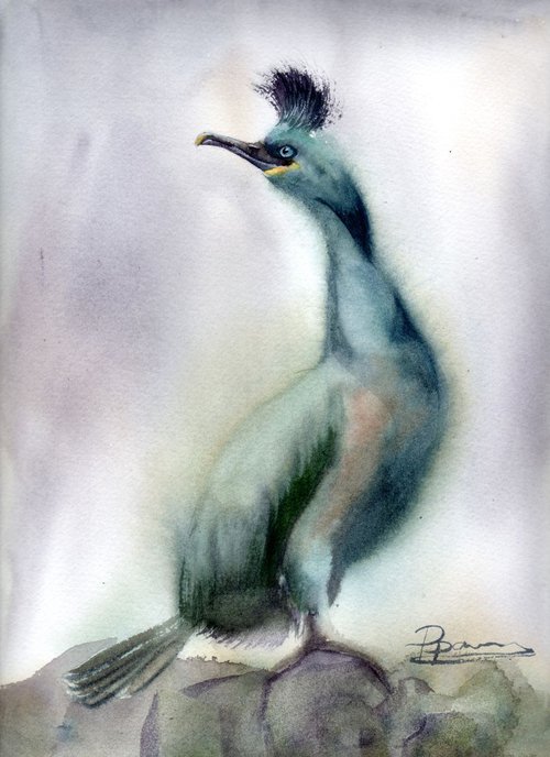Shag bird by Olga Shefranov (Tchefranov)