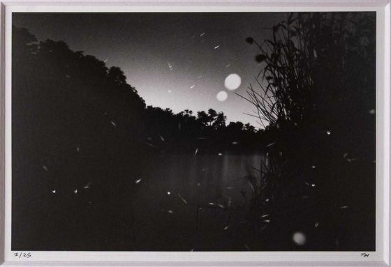 Fireflies