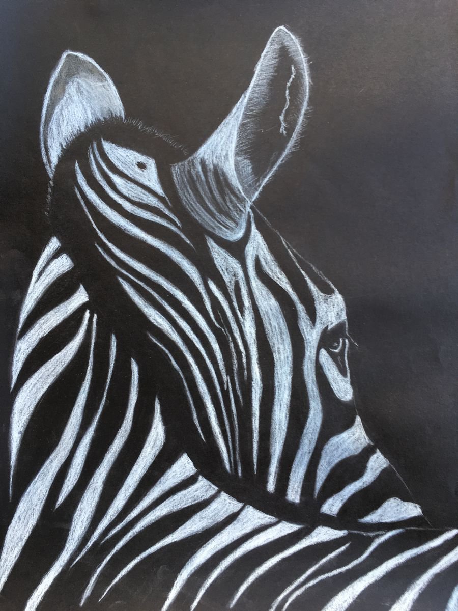 Zebra by Ruth Searle