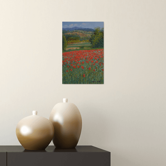 Flowering of poppies in Tuscany