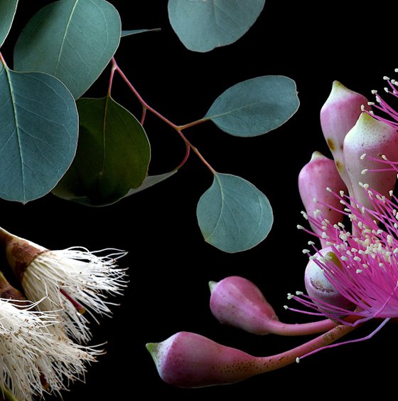 Colours of Australia