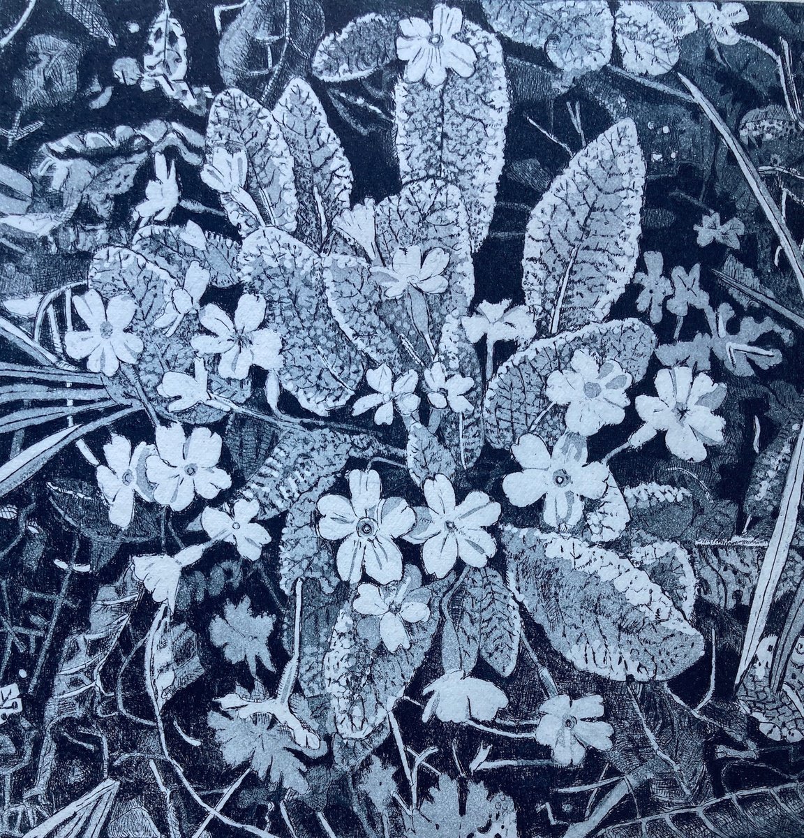 Botanical Etchings & Engravings By Janis Goodman, 12 X 12, Primroses, Original Artwork