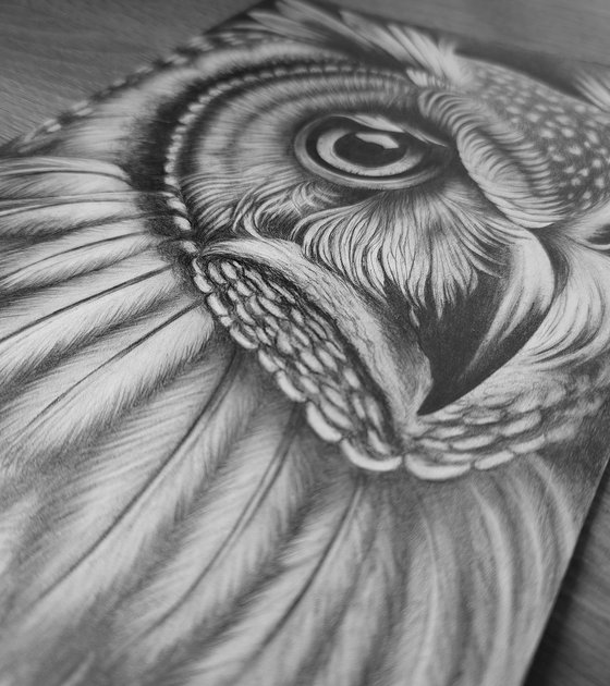 Owl
