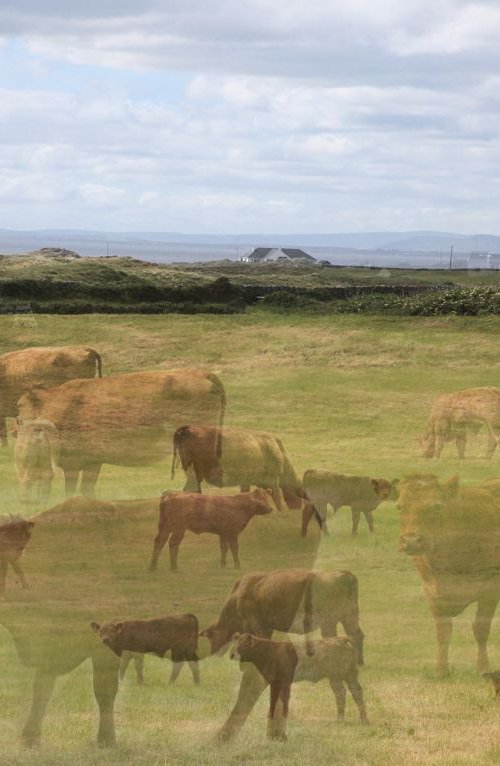 Cows and calves by Louise O'Gorman
