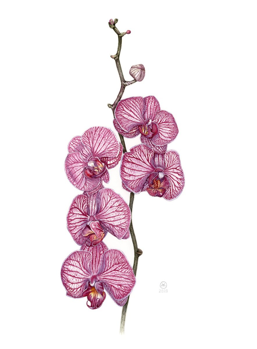 Purple Orchid by Yuliia Moiseieva