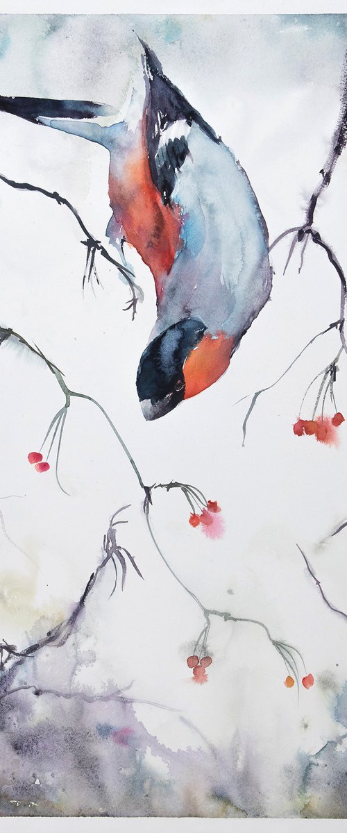 Bullfinch in rowanberry by Andrzej Rabiega