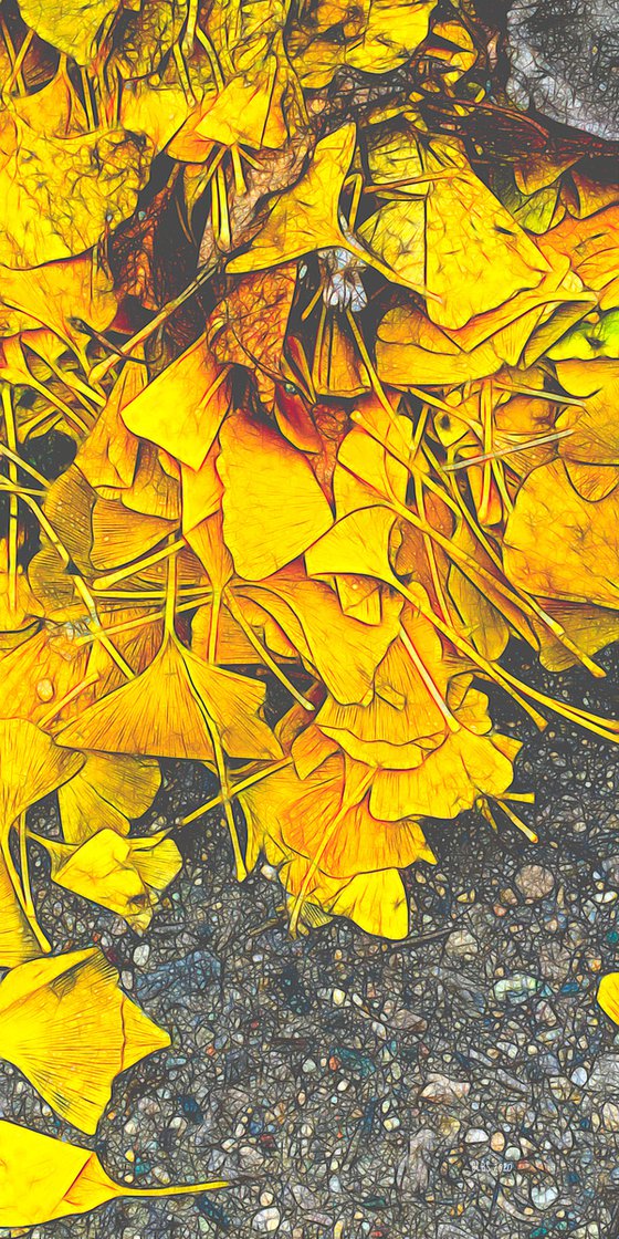 Golden Gingko Leaves