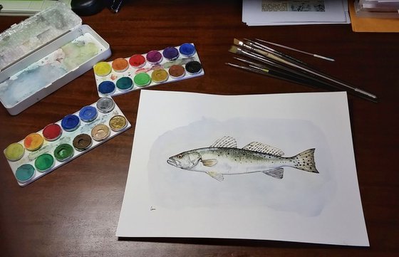 Speckled Trout