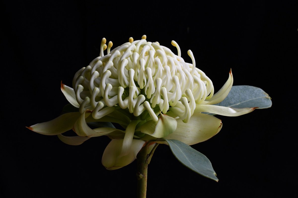 Botanical Photograph By Nadia Culph, 35 X 24", Wirrimbirra, Original Artwork