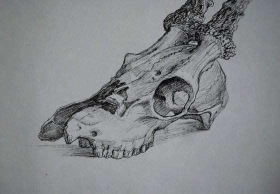 Deer skull 2 - Memento mori