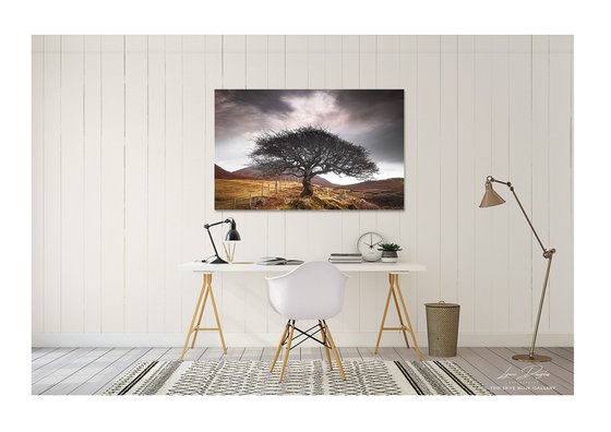 The One Tree, Isle of Skye