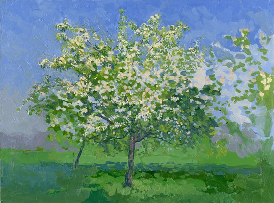 Blooming apple tree