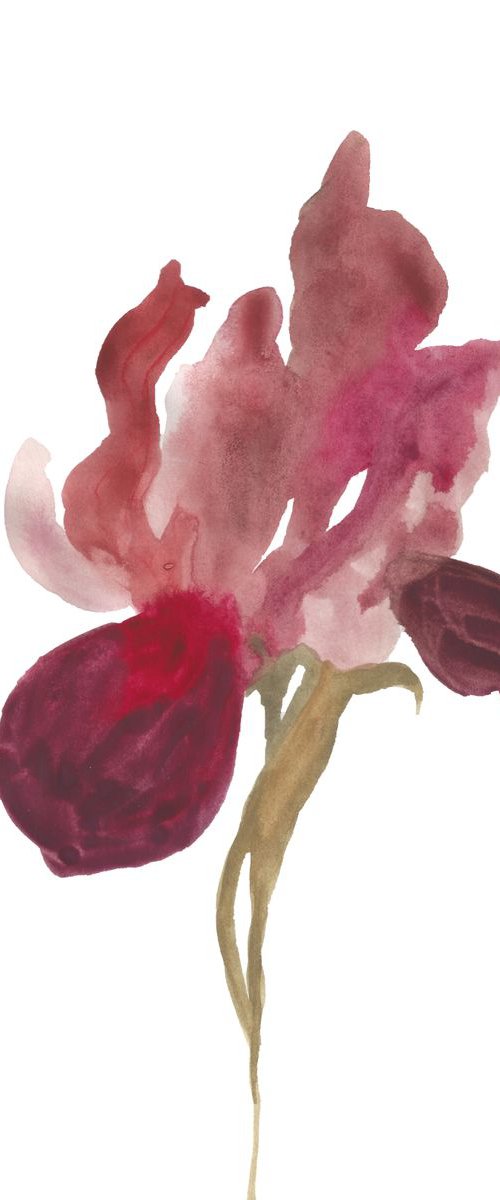 Iris No. 24 by Elizabeth Becker