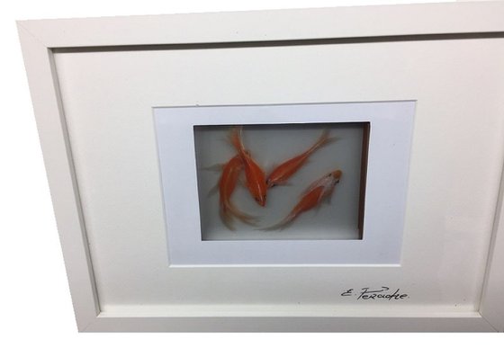 3D goldfish. glass Acrylic