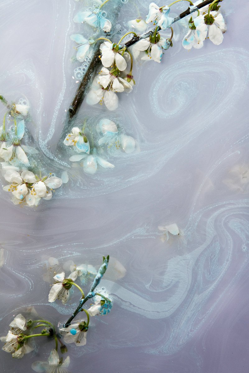 Blue Petals by Sandra Platas Hernandez