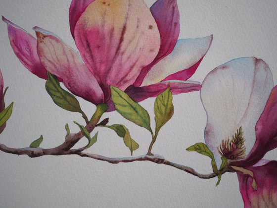 Magnolia flower