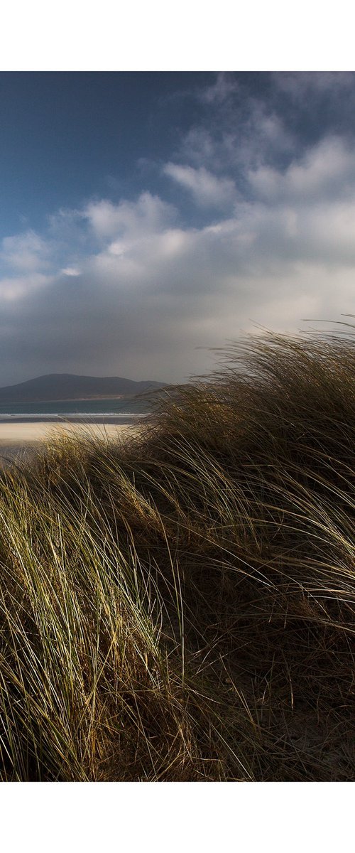 In the Dunes by David Baker