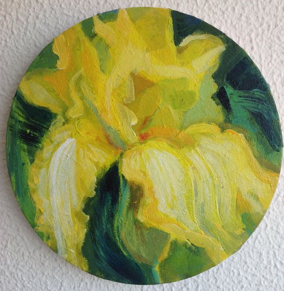 Yellow iris