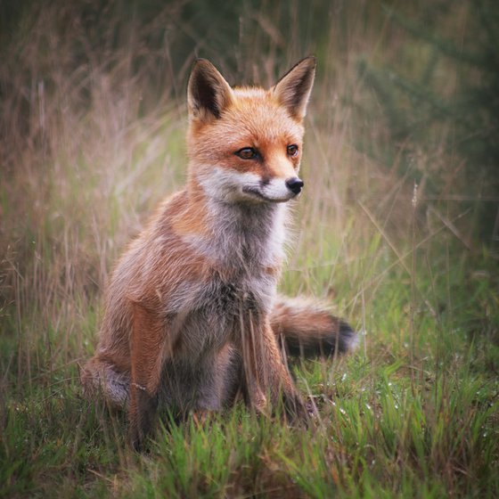 Sitting Fox