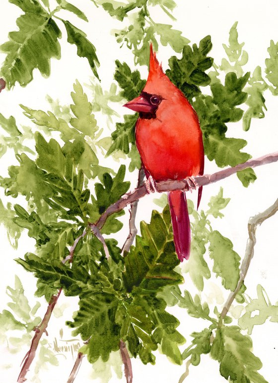 Red Cardinal on Oak Tree