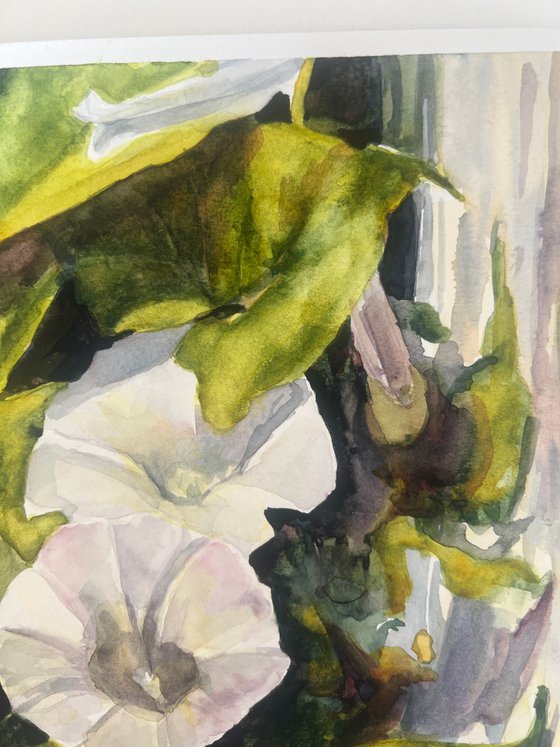 Trumpets in White