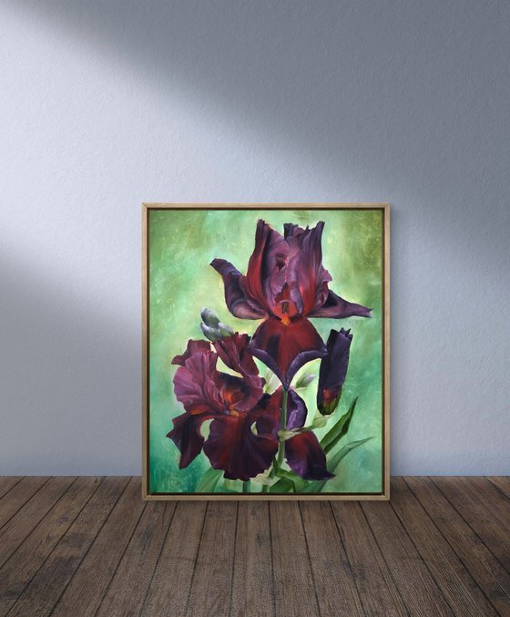 Play with Fire Irises
