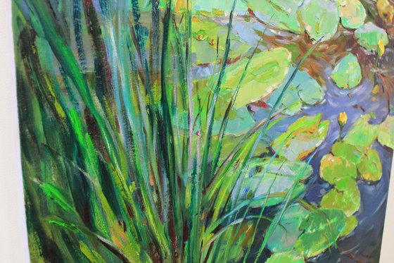 Water lilies pond