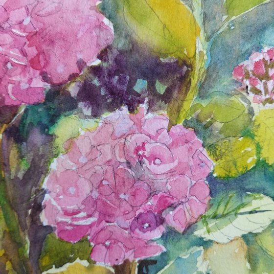 Pink Hydrangeas flowers