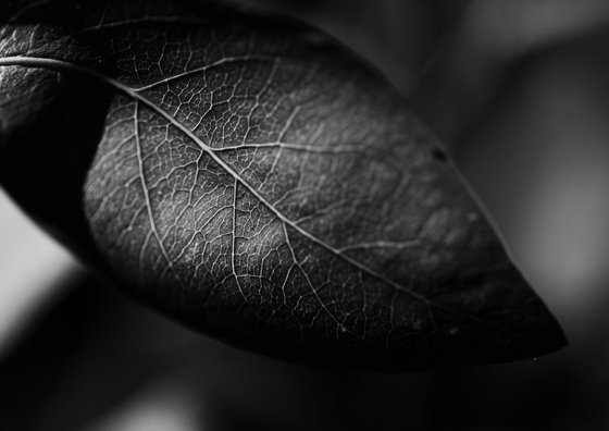 Leaf Veins IX [Framed; also available unframed]