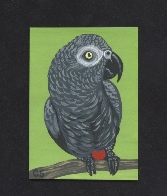 ACEO ATC Original Miniature Painting African Gray Parrot Pet Bird Art-Carla Smale